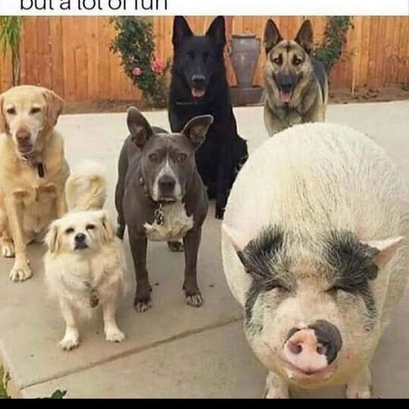 Meet your Posher, Sarah - Picture 1 of 1